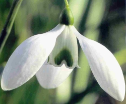 Galanthus